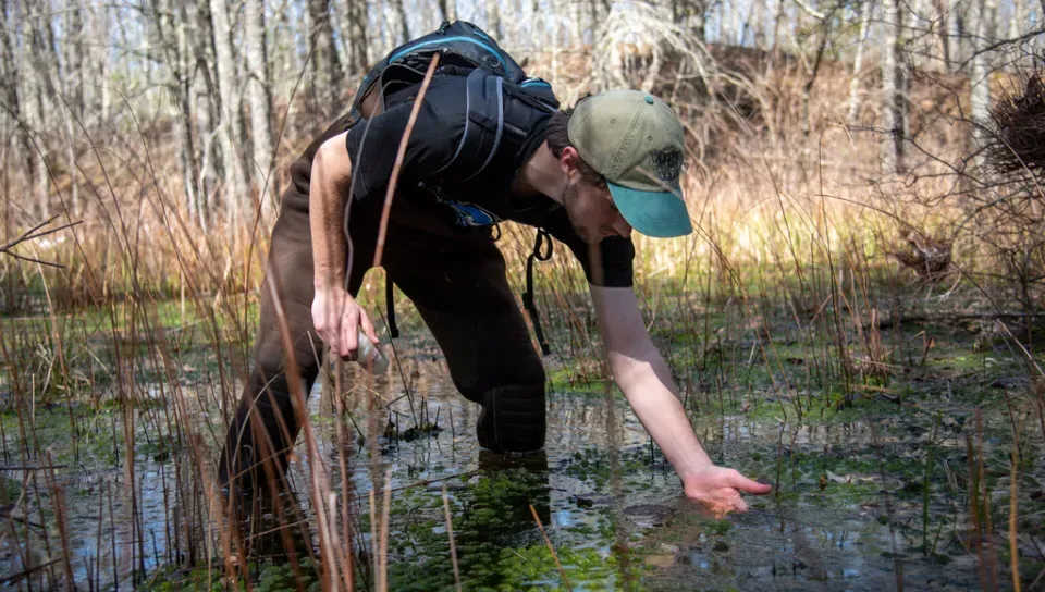 An environmental science student stands in the middle of a vernal pool looking for tadpoles